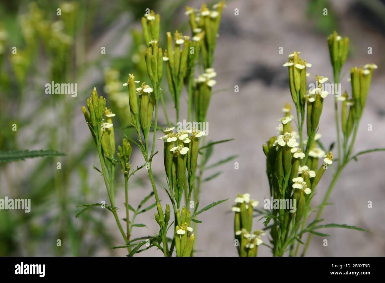 Tagetes Minuta High Resolution Stock Photography And Images Alamy