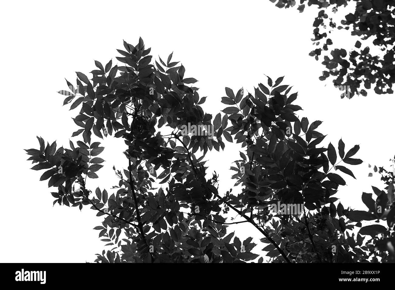 Tree leaves Black and White Stock Photos & Images - Alamy