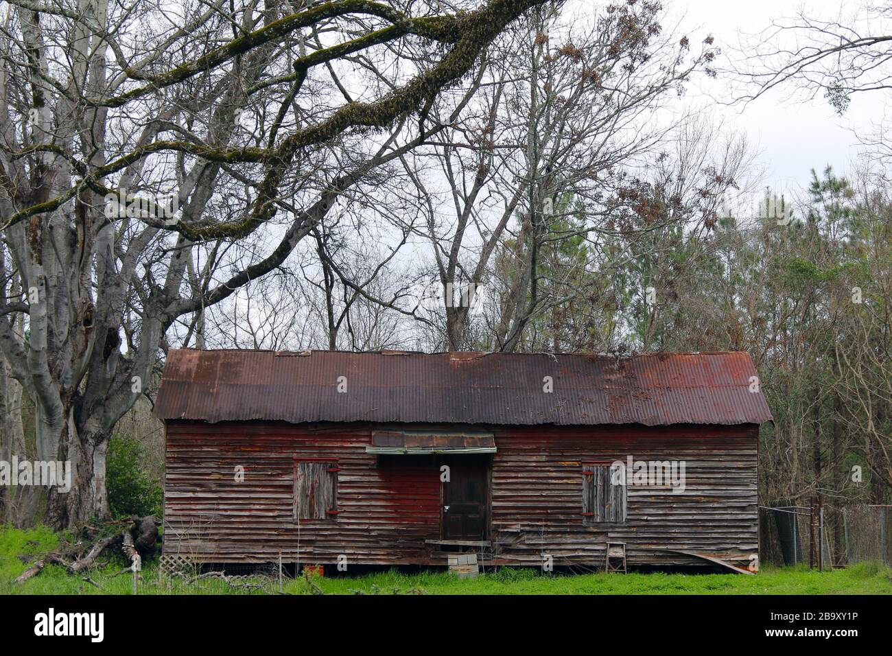 a rusted tin roof barn woth old trees anad fresh grass Stock Photo Alamy