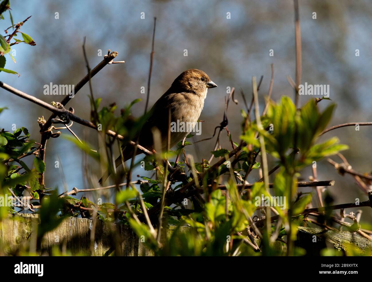 Thaxted, UK. 25th March, 2020. Thaxted, UK. 25th Mar, 2020.A house and garden on day three of lock down due to Coronavirus 25 March 2020 Hedge Sparrow Views of spring taken from a house and garden today as people self isolate due to Coronavirus warnings. Photograph Credit: BRIAN HARRIS/Alamy Live News Stock Photo