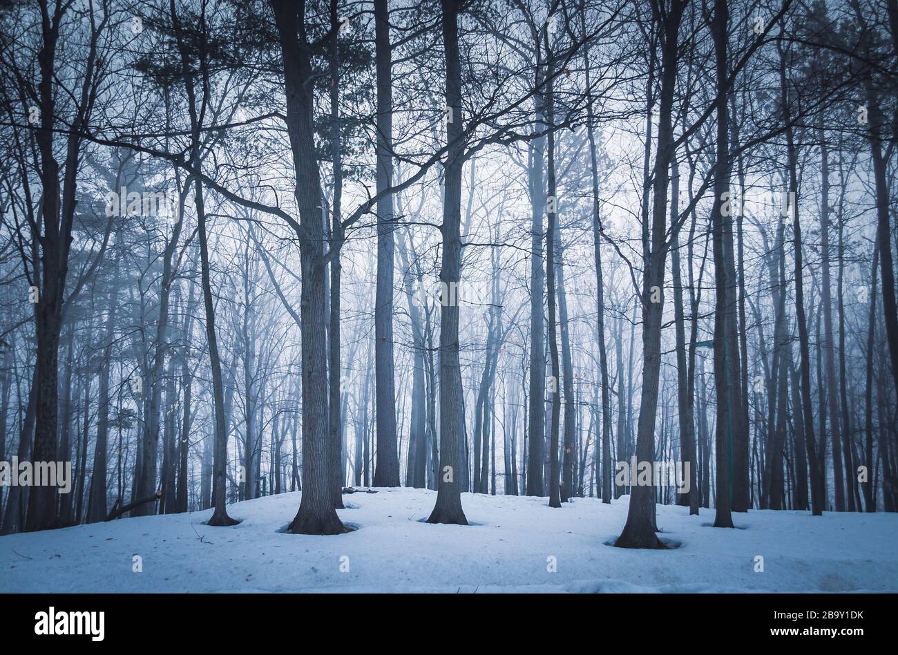 Dramatic Forest Trees At Winter Dawn Right Before Sunrise In Sorel Tracy Quebec Canada Stock Photo Alamy Dramatic Forest Trees At Winter Dawn Right Before Sunrise In Sorel Tracy Quebec Canada Stock Photo Alamy