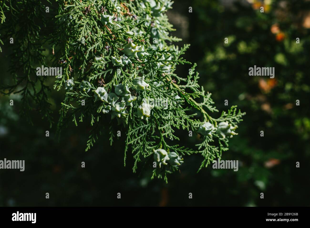 Thuja occidentalis background.Thuja occidentalis is an evergreen coniferous tree, in the cypress family Cupressaceae Stock Photo