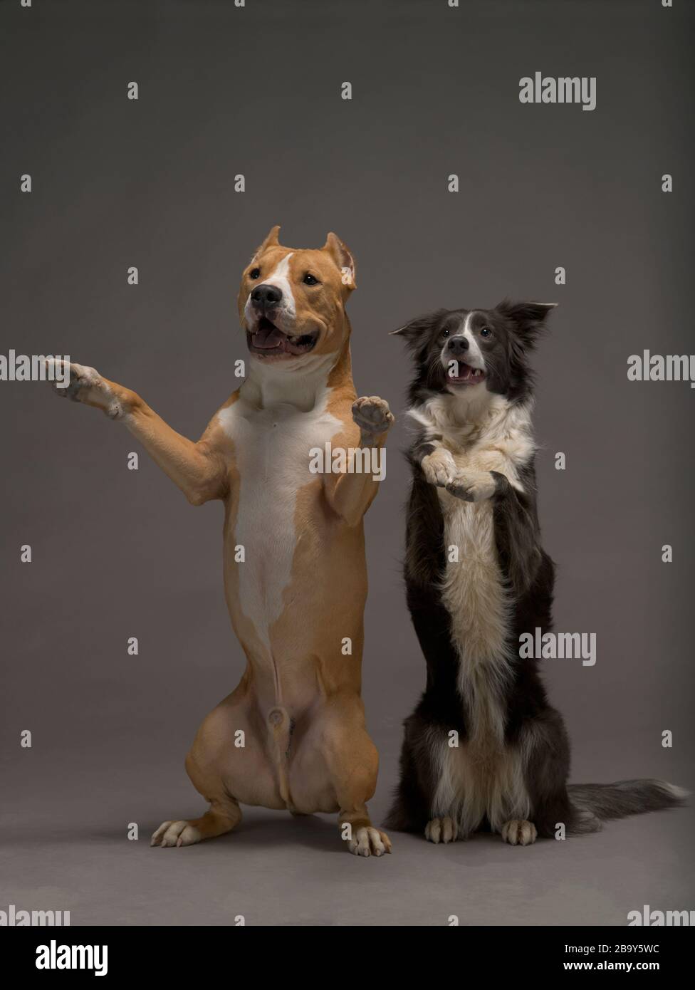 Two dogs, friends, a border collie, black and white and the Staffordshire Terrier, red and white on a gray background, studio light Stock Photo