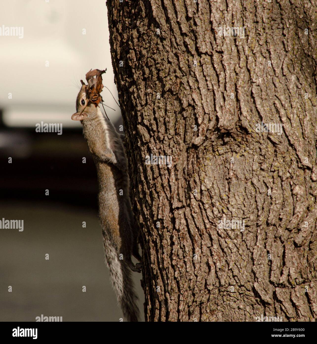 Eastern Gray squirrel carrying materials to build its nest Stock Photo