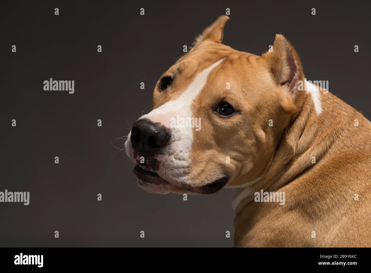 Staffordshire Terrier dog yellow-white on a gray background, studio light Stock Photo
