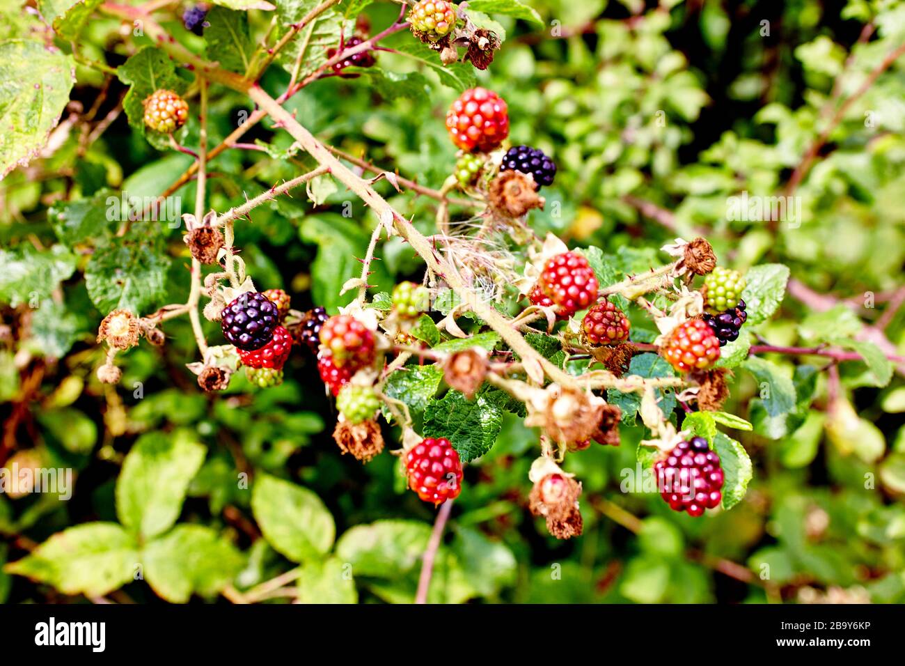 Walks autumn uk forest hires stock photography and images Alamy