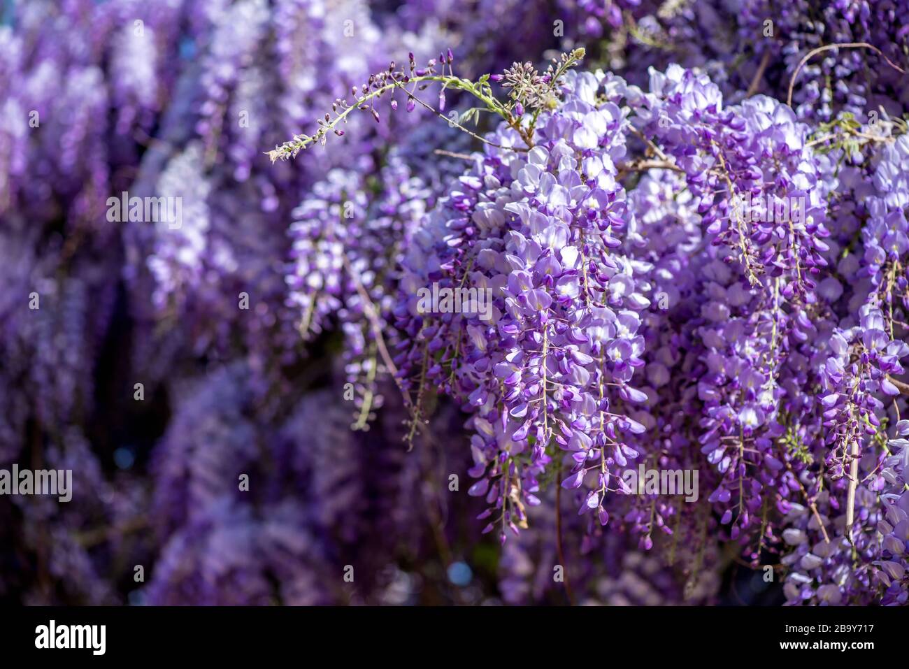 Wisteria flower tunnel hires stock photography and images Alamy