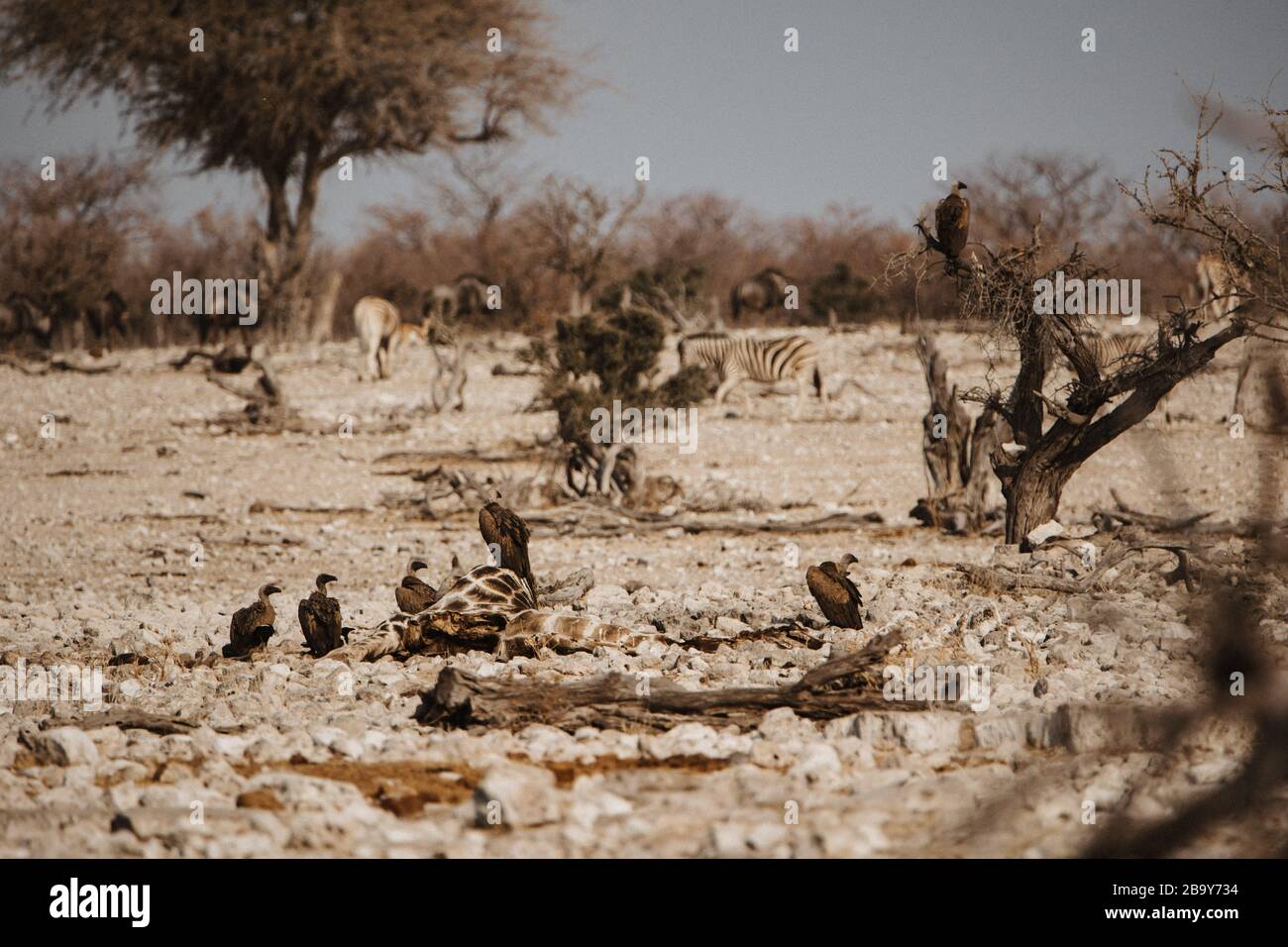 vultures feeding on dead giraffe in Etosha National Park Namibia Stock Photo