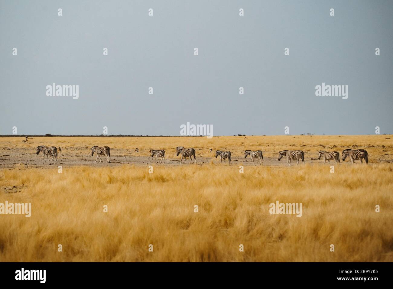 Desert zebra hi-res stock photography and images - Alamy