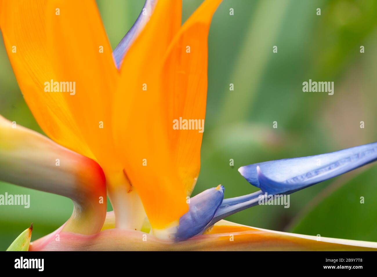 Close-up of Bird of Paradise / Crane Flower /   Strelitzia reginae (syn. S. parvifolia) Stock Photo