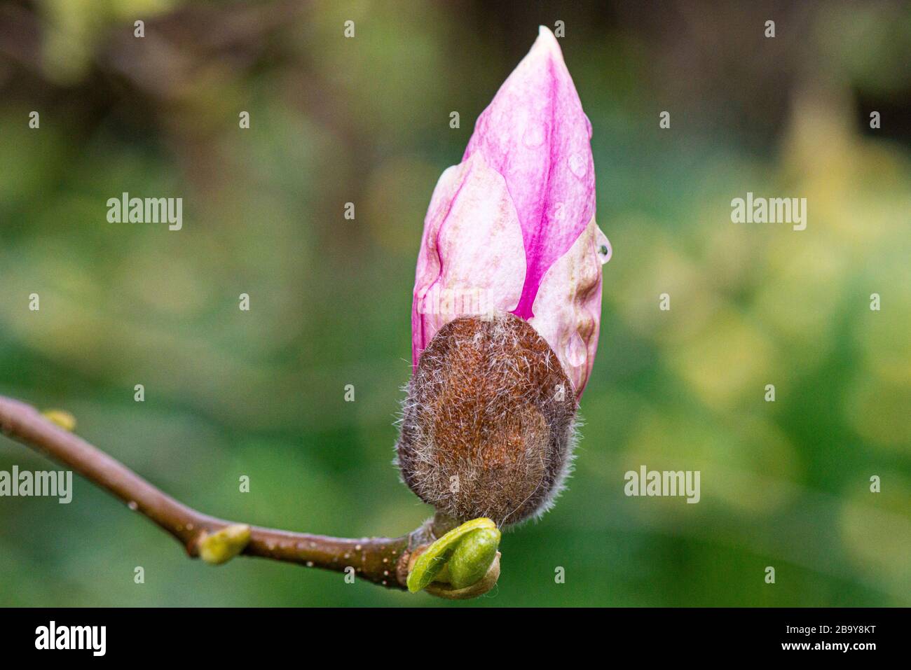 The flower bud of a magnolia Stock Photo - Alamy