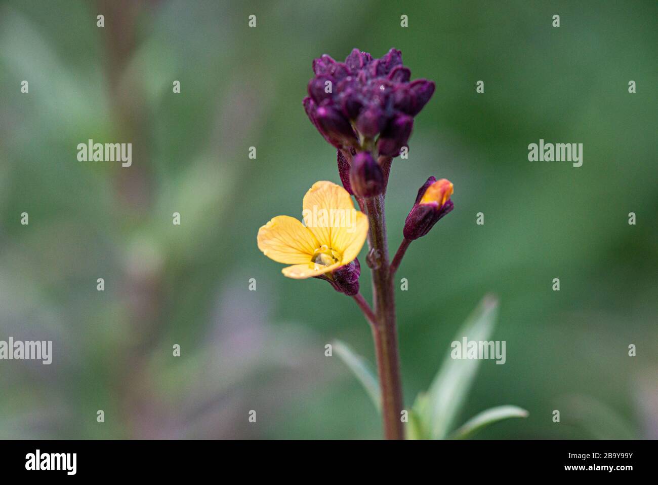 The flowers of a wallflower (Erysimum mutabile) Stock Photo