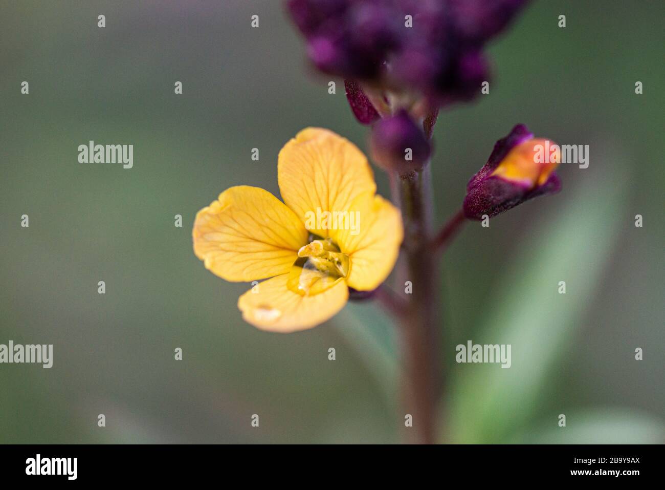 The flowers of a wallflower (Erysimum mutabile) Stock Photo