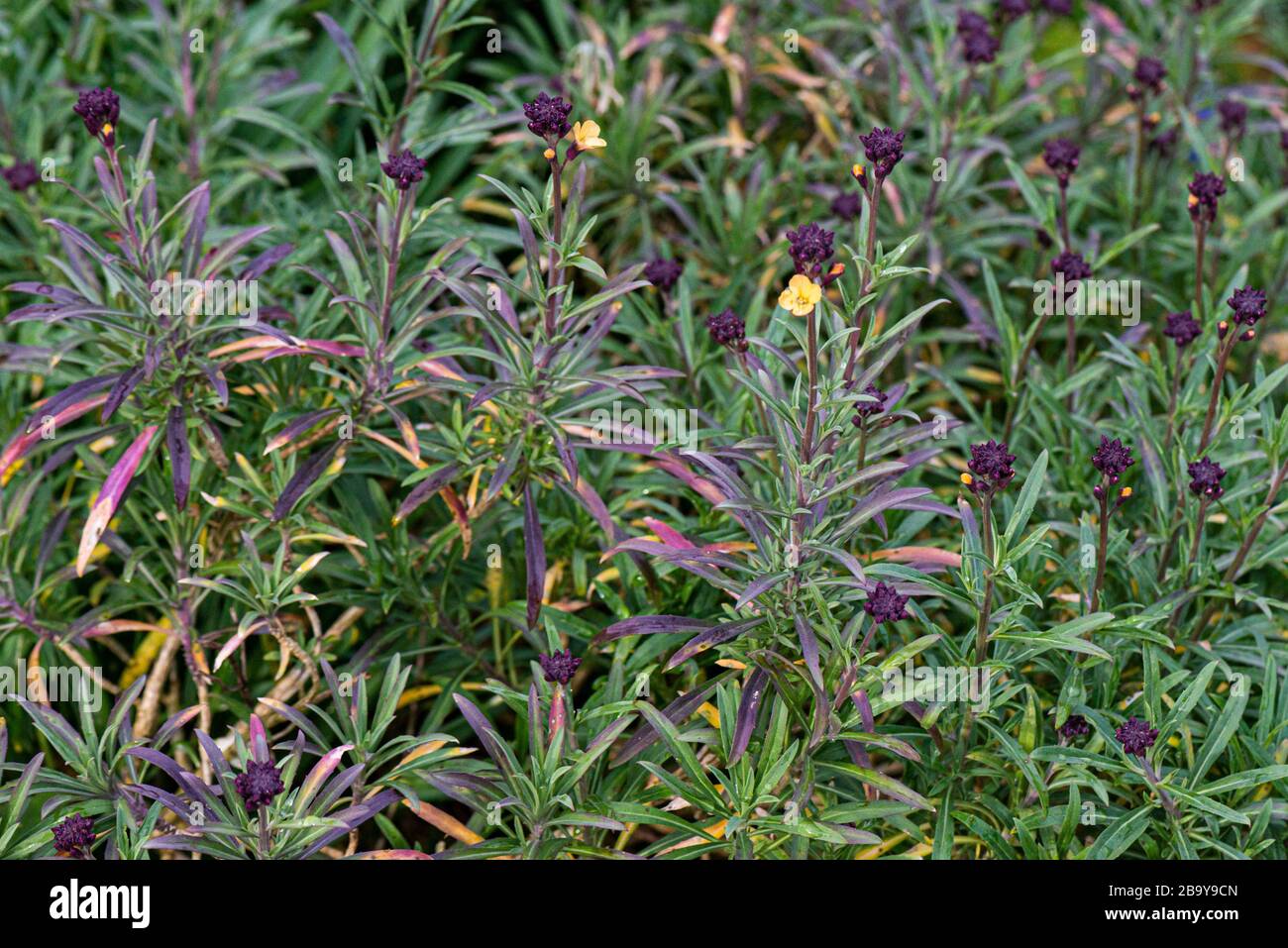 A wallflower (Erysimum mutabile) Stock Photo