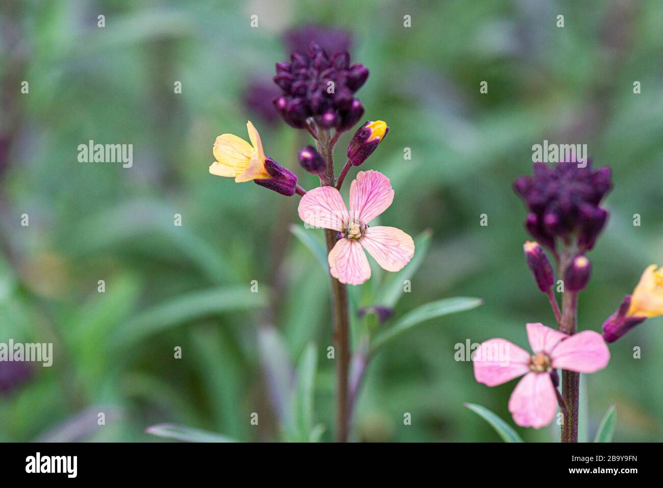 The flowers of a wallflower (Erysimum mutabile) Stock Photo