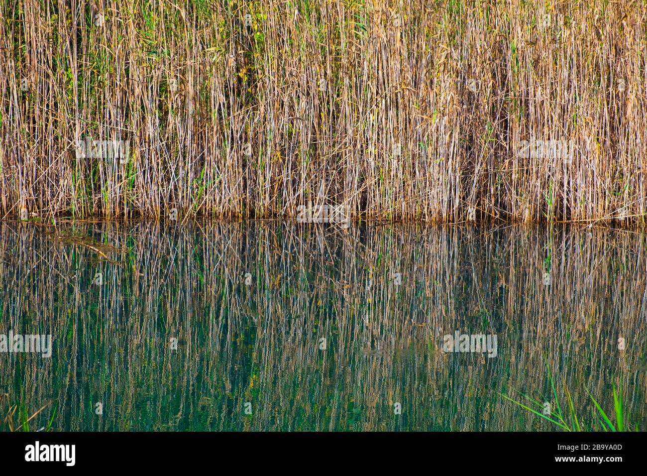 Reflection of reeds alongside the  River Vedat in the Marjal at Font Salada, Oliva, SpainThe Marjal at Font Salada, Oliva, Spain Stock Photo