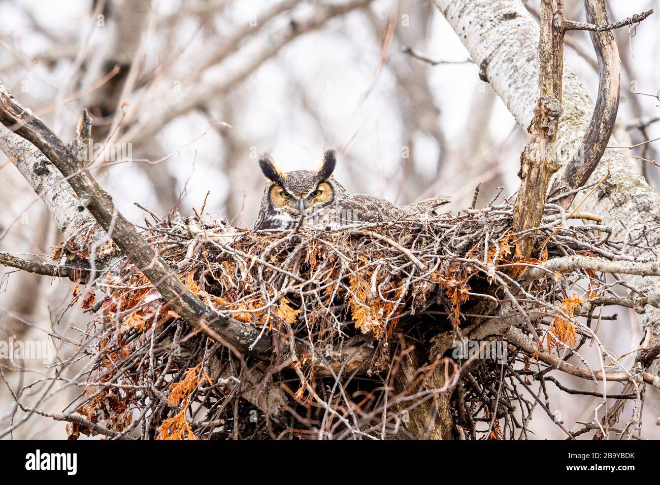 BLUE MOUNTAINS, ONTARIO, CANADA - March 24, 2020: A wild Great Horned Owl ( Bubo Virginianus ), part of the Strigiformes order, and Strigidae family, Stock Photo