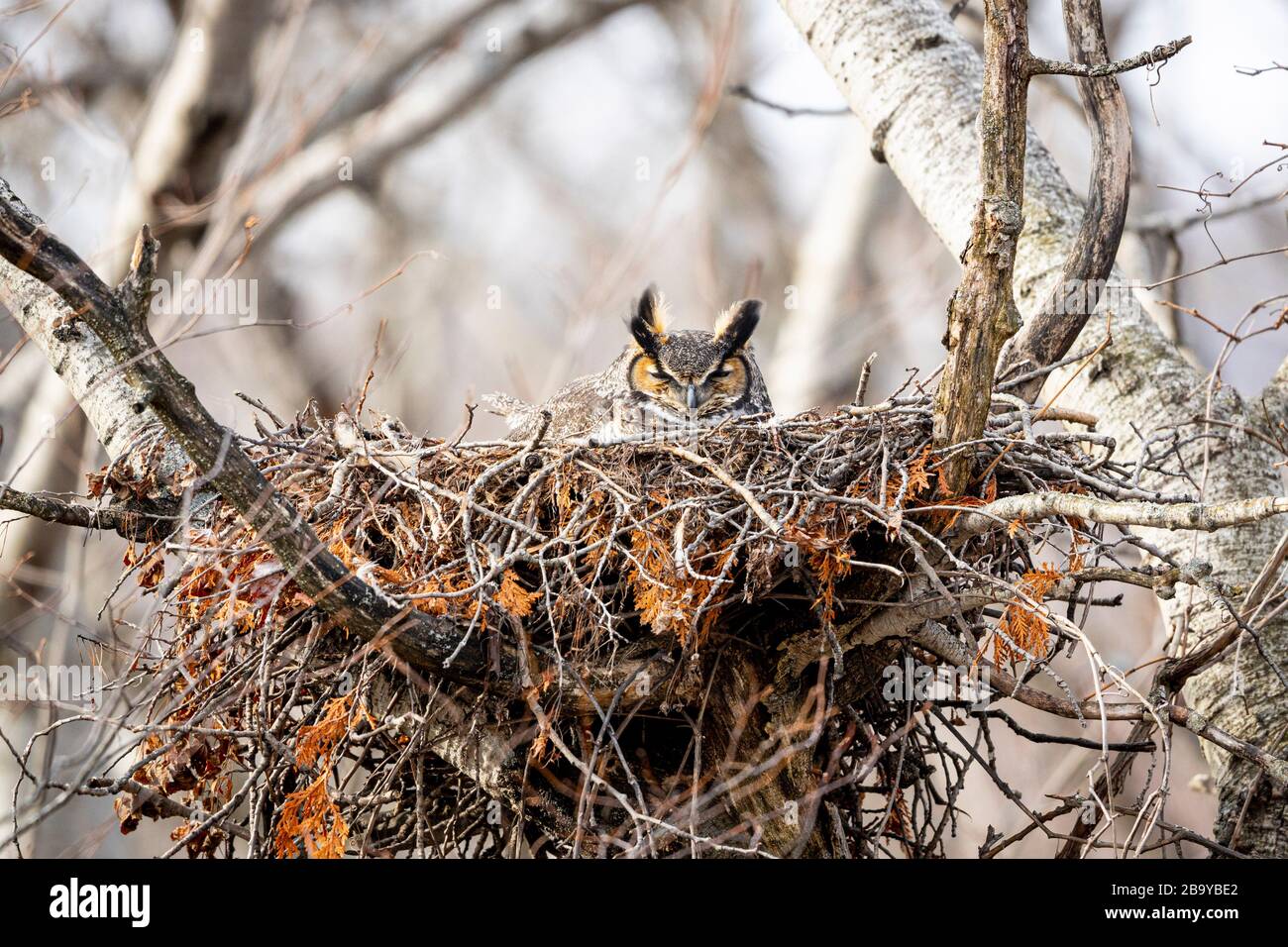 BLUE MOUNTAINS, ONTARIO, CANADA - March 24, 2020: A wild Great Horned Owl ( Bubo Virginianus ), part of the Strigiformes order, and Strigidae family, Stock Photo
