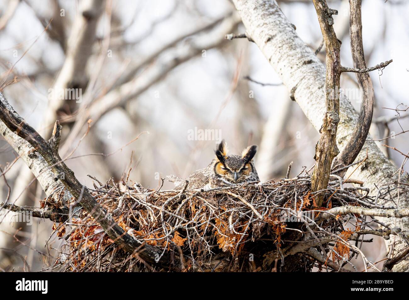 BLUE MOUNTAINS, ONTARIO, CANADA - March 24, 2020: A wild Great Horned Owl ( Bubo Virginianus ), part of the Strigiformes order, and Strigidae family, Stock Photo