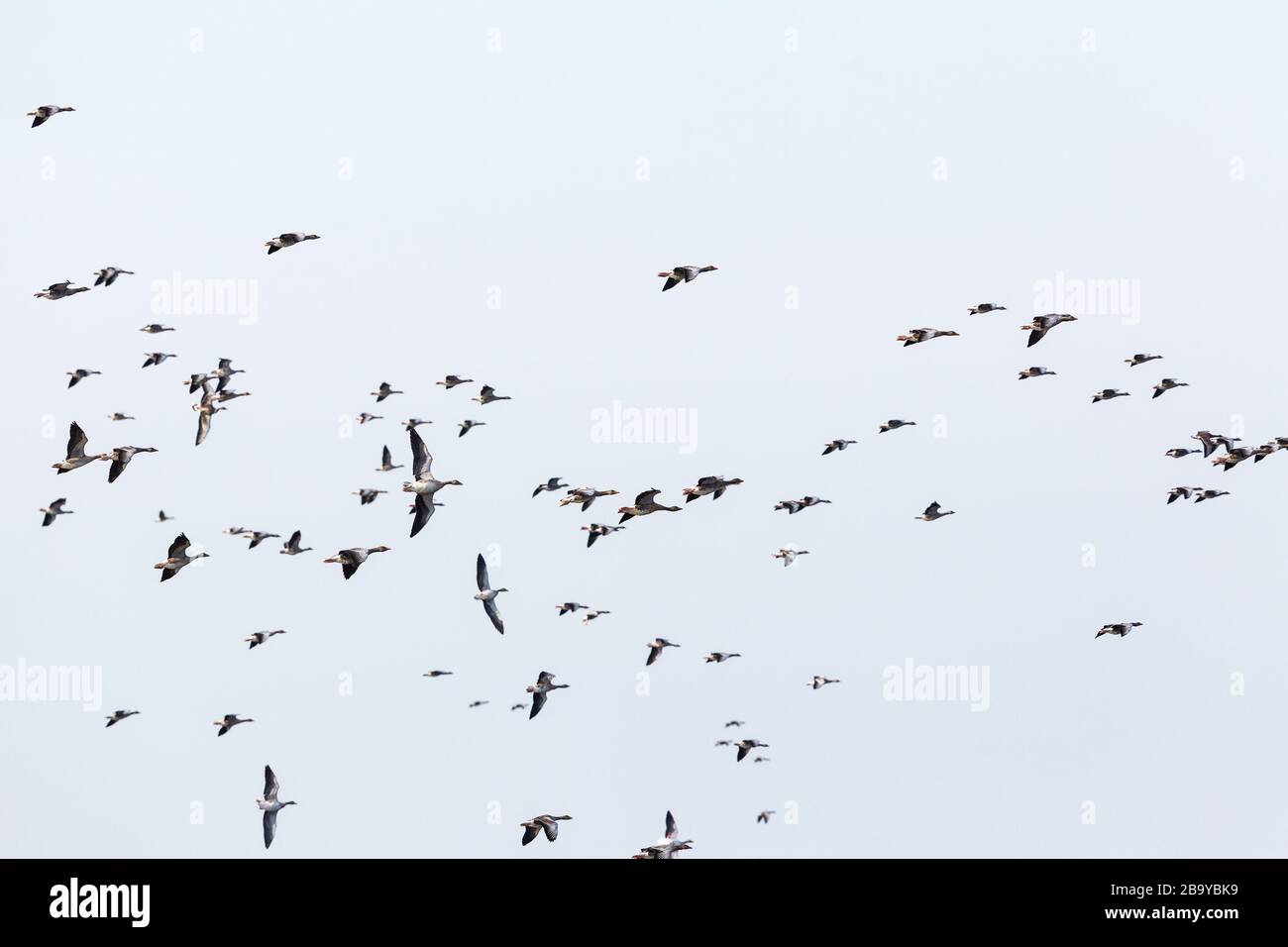Greylag geese bird migration in the sky Stock Photo