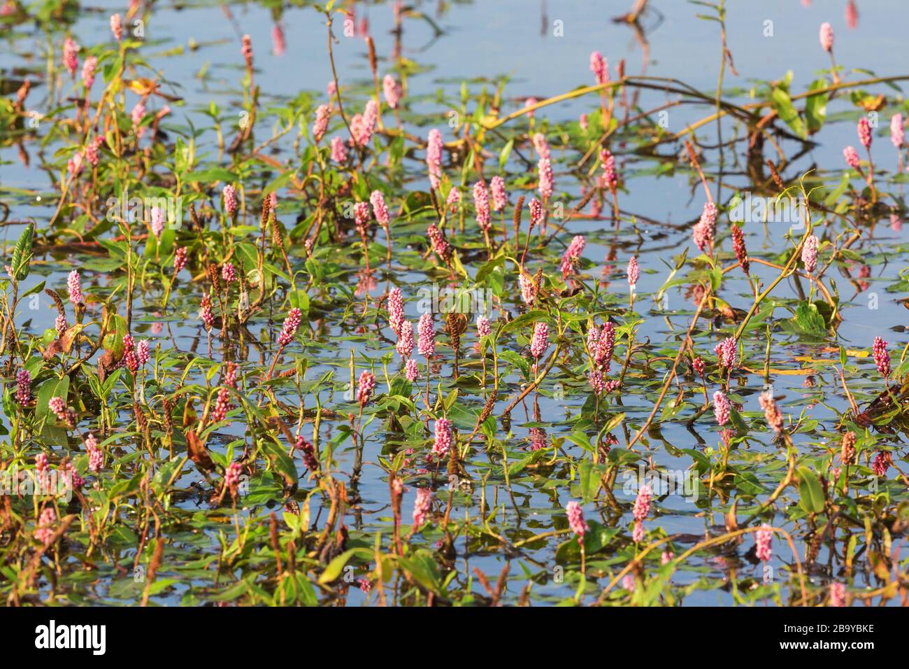 Many Amphibious Bistort flowers growing in the water Stock Photo