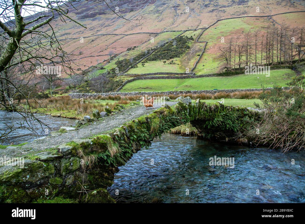 Chicken crossing bridge hi-res stock photography and images - Alamy