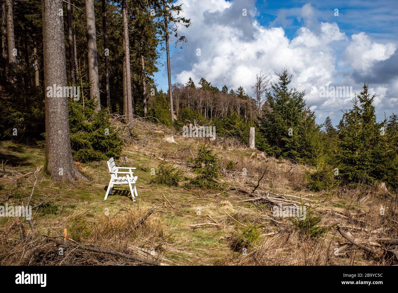 a chair in the forest Stock Photo