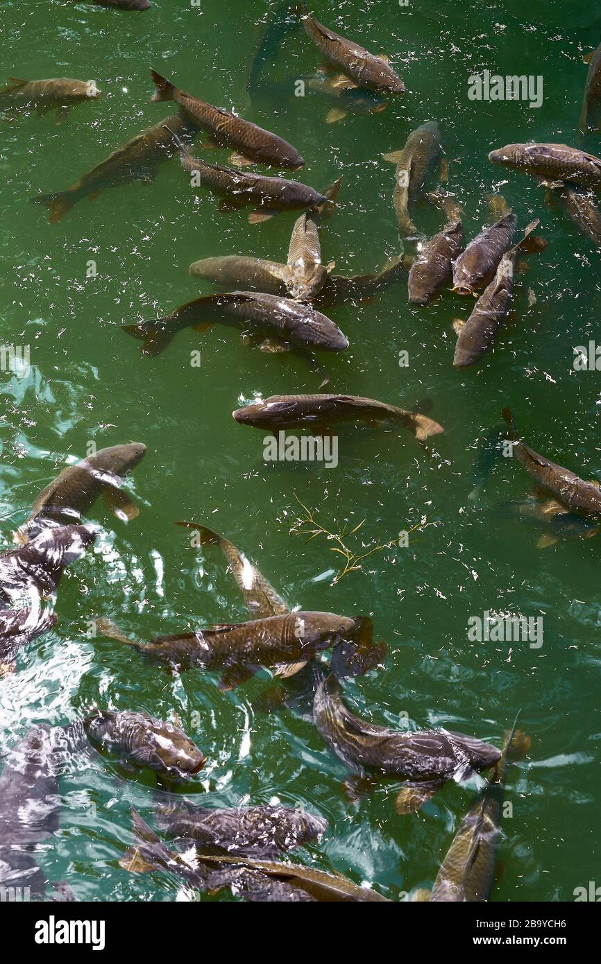 nature river with a lot of freshwater fishes Stock Photo - Alamy