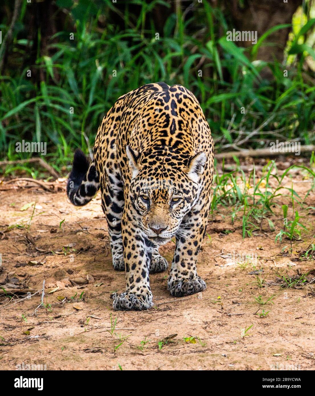 Jaguar of jungle hi-res stock photography and images - Alamy