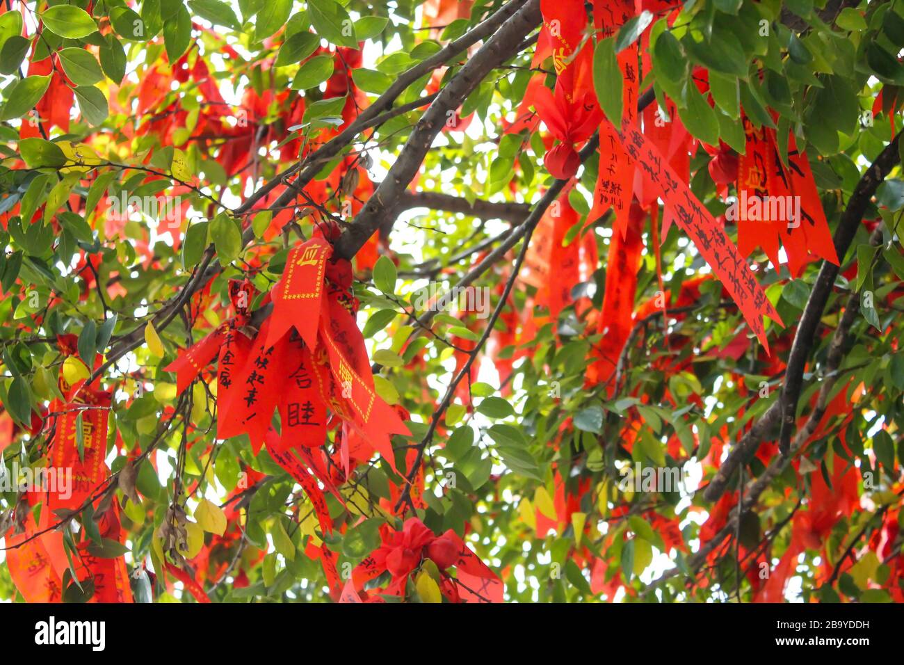 Chinese new year tree hires stock photography and images Alamy