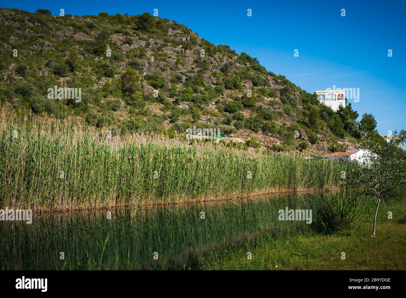 Reeds alongside the  River Vedat in the Marjal at Font Salada, Oliva, SpainThe Marjal at Font Salada, Oliva, Spain Stock Photo