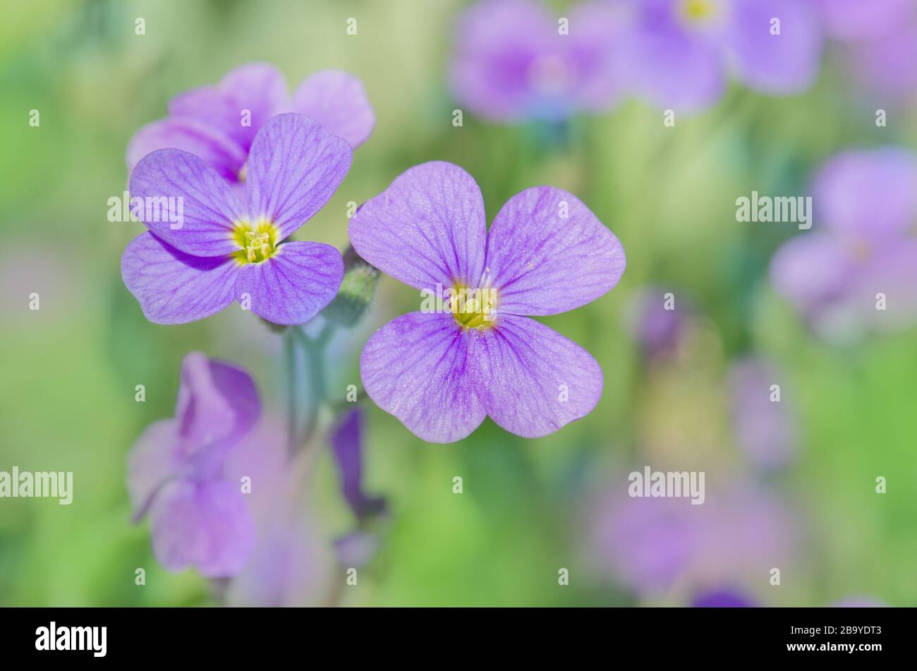 Purple rock cress Aubrieta deltoidea . Close up of purple blossoms of Aubrieta flowers. Stock Photo