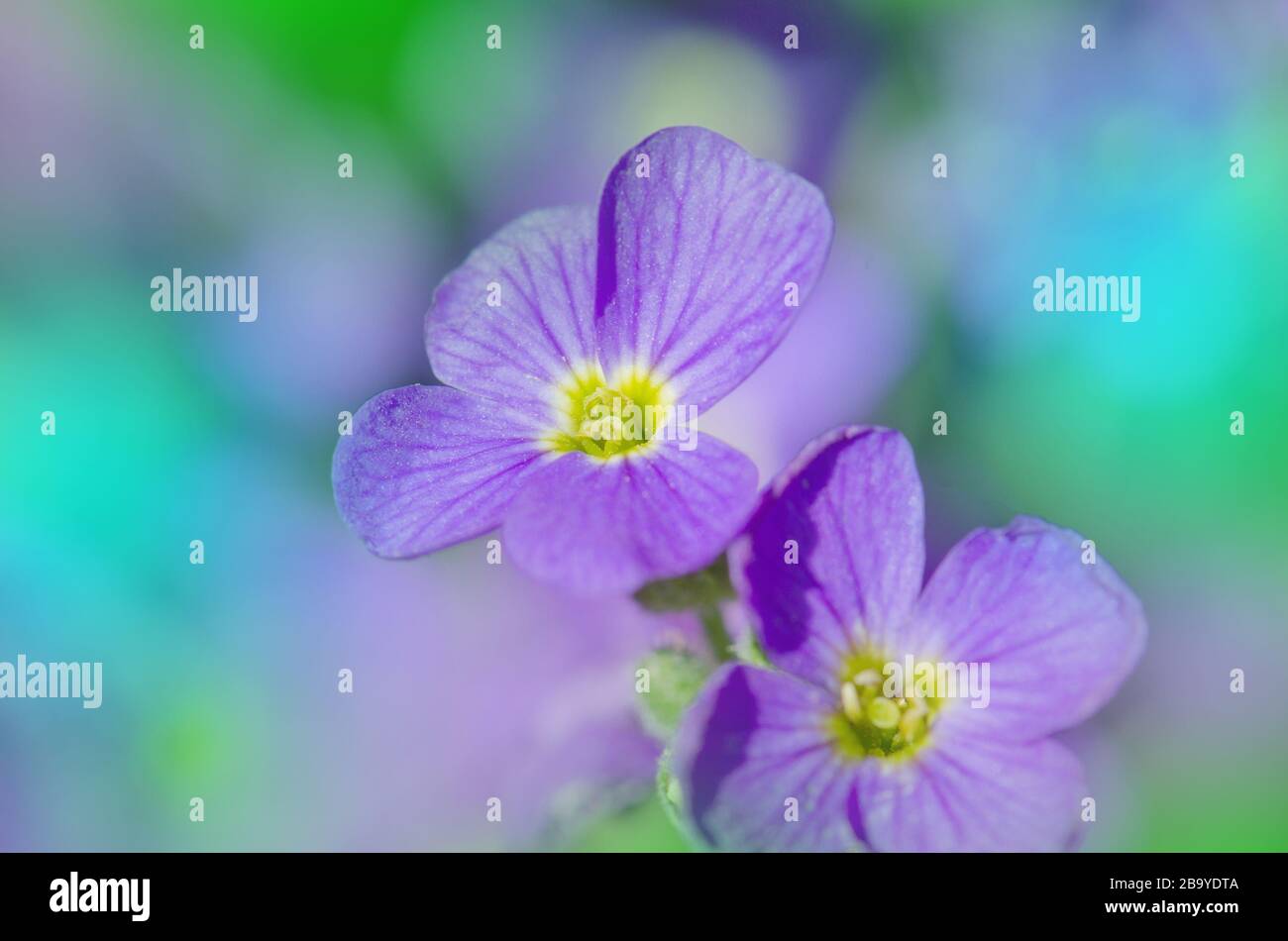 Aubretia flowers or Aubrieta Deltoidea. Purple  spring flowers in the garden Stock Photo