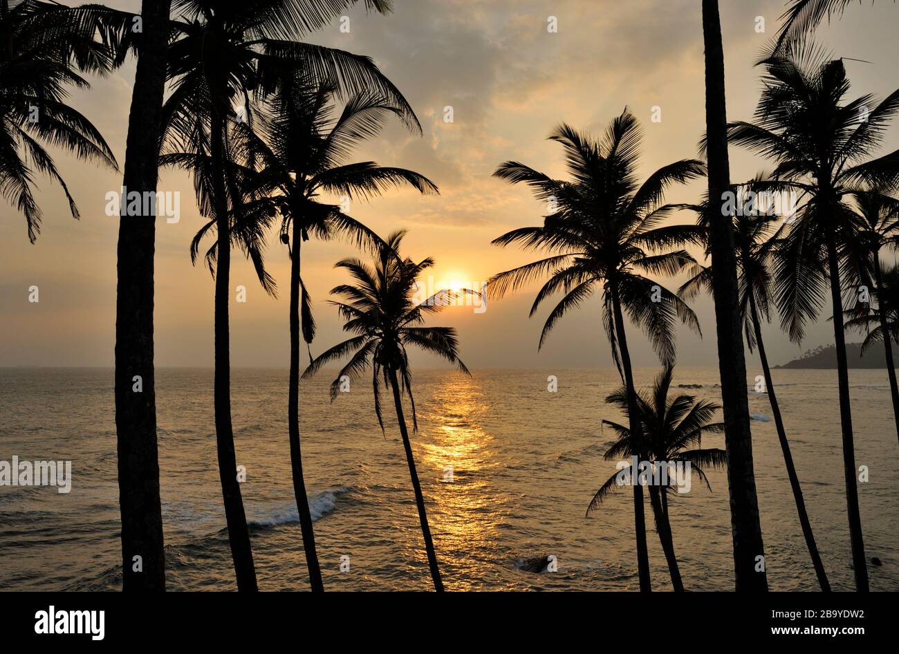 Sri Lanka, Mirissa, coconut tree hill at sunset Stock Photo