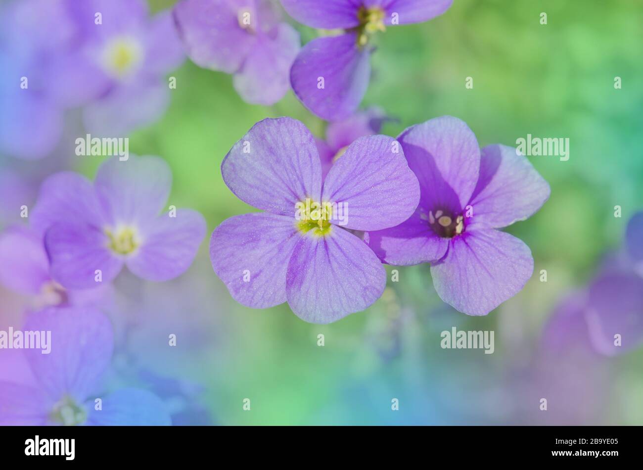 Close up of purple blossoms of Aubrieta flowers. Purple rock cress Aubrieta deltoidea Stock Photo