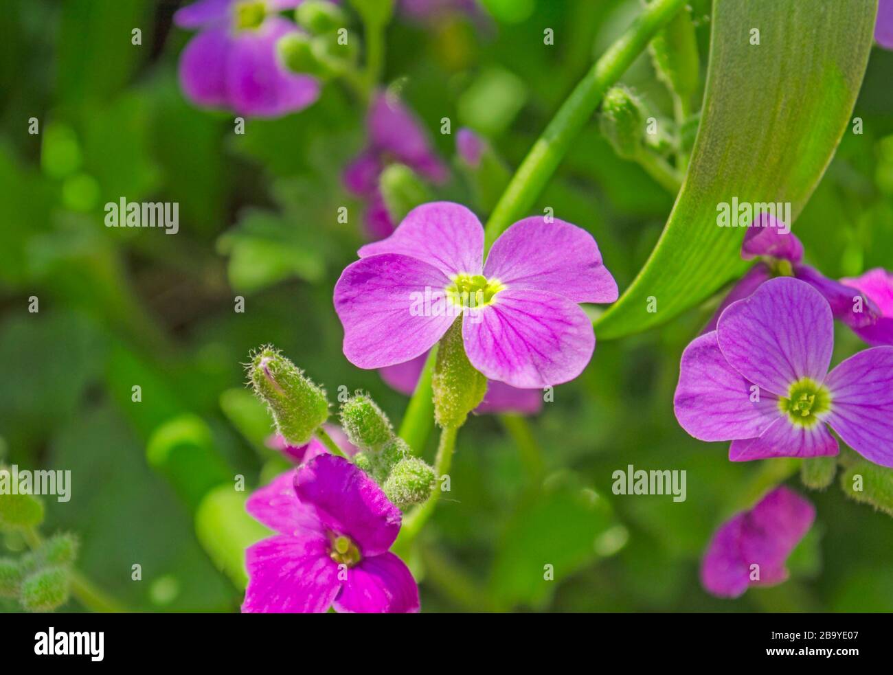 Close up of beautiful Purple Aubrieta  flower Stock Photo