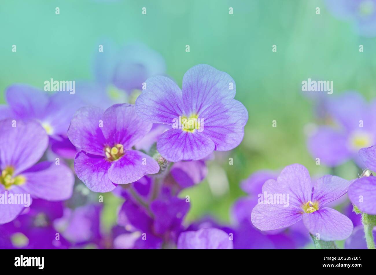 Aubretia flowers or Aubrieta Deltoidea. Purple  spring flowers in the garden Stock Photo