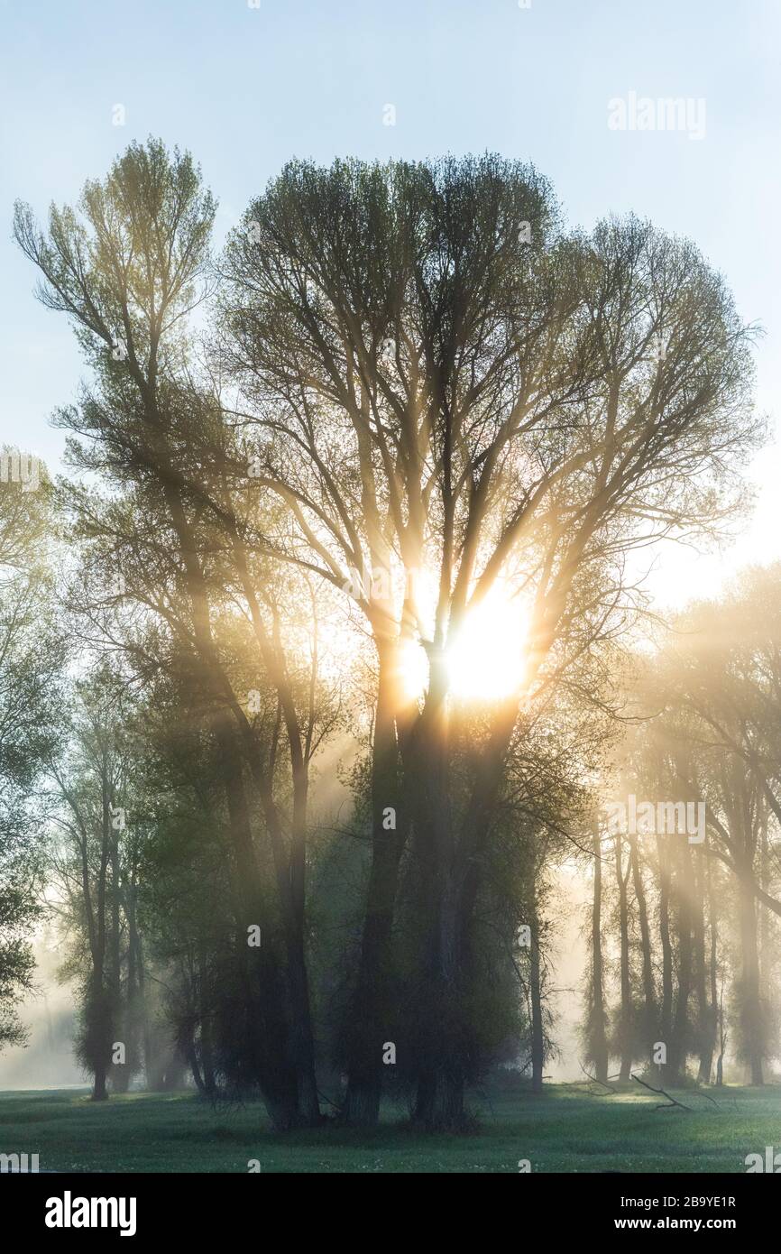 Sun enveloping the trees in Wyoming in early June of 2019. Stock Photo