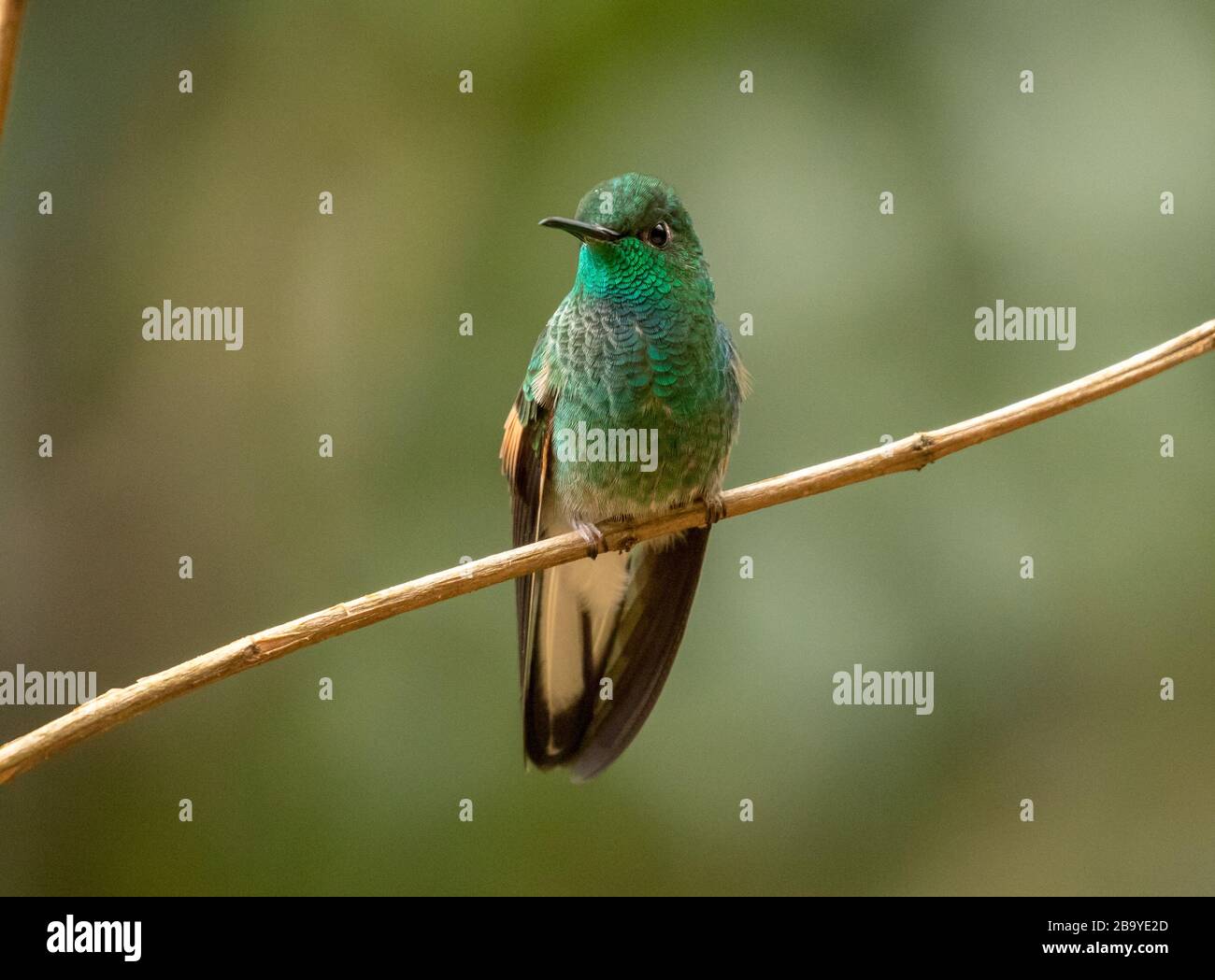 Closeup of Stripe-tailed Hummingbird perching on a branch  in Panama.Scientific name is Eupherusa eximia. Found in Mexico,Central America. Stock Photo