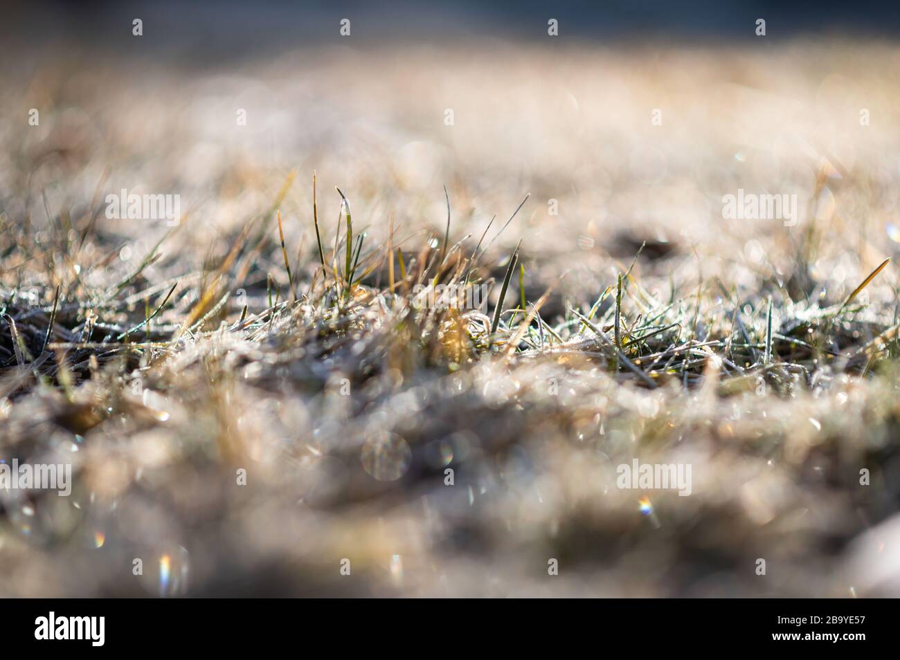 Early morning freeze on grass. Stock Photo