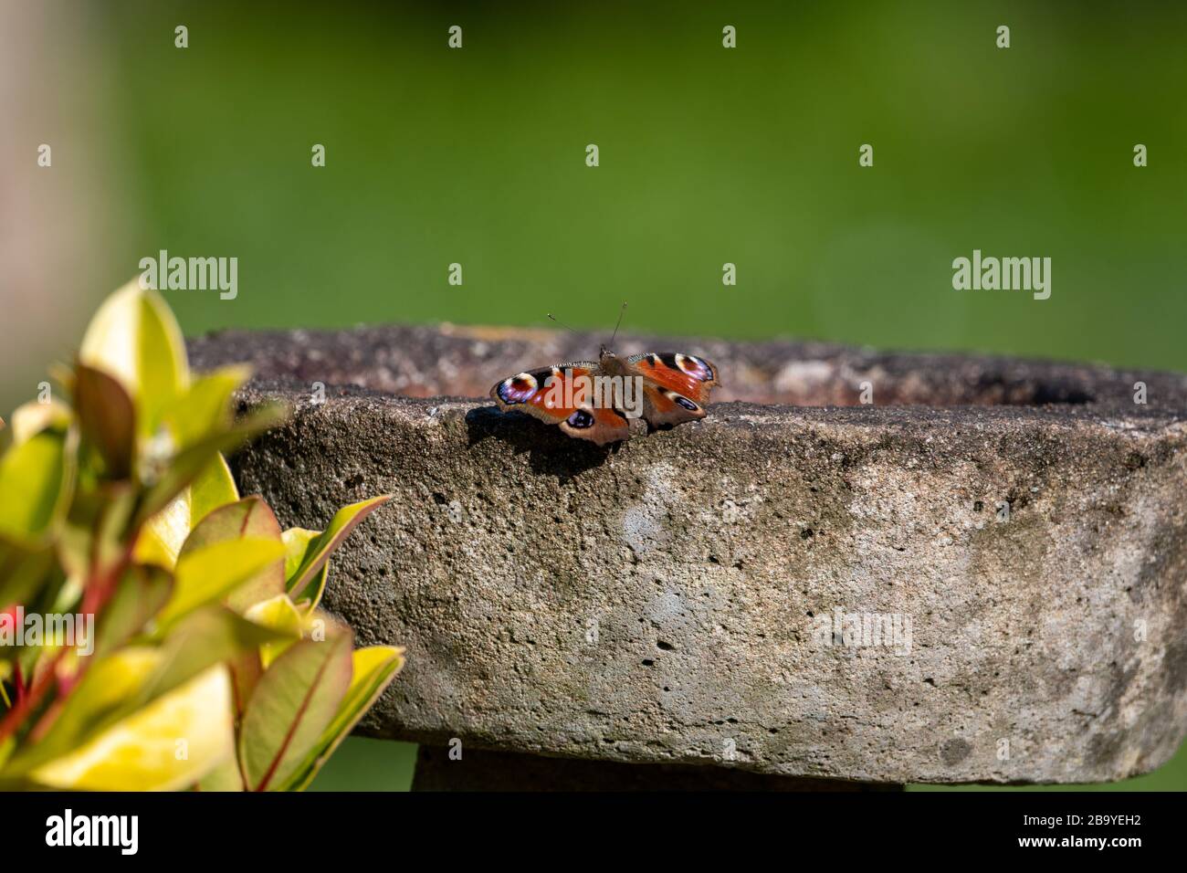 Peacock butterfly, Aglais io, basking in the sunshine with wings outstretched on the edge of a stone bird bath in a garden in spring. Stock Photo