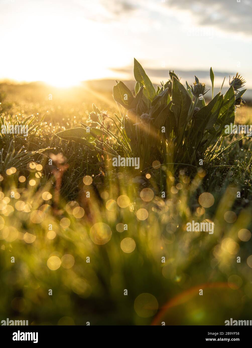 Sunrise light bouncing off of the dewy grass. Stock Photo
