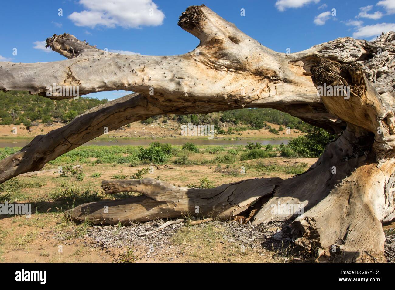 Old, weathered, dead tree trunk of a wild fig tree, washed up by a flood on the banks of the Olifants River in the Kruger National Park, South Africa Stock Photo