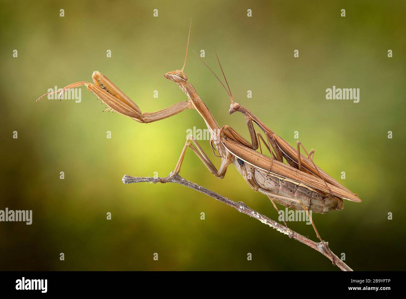 Praying mantis in a forest near the Po river in northern Italy, Luzzara, Emilia Romagna, Italy, Europe Stock Photo