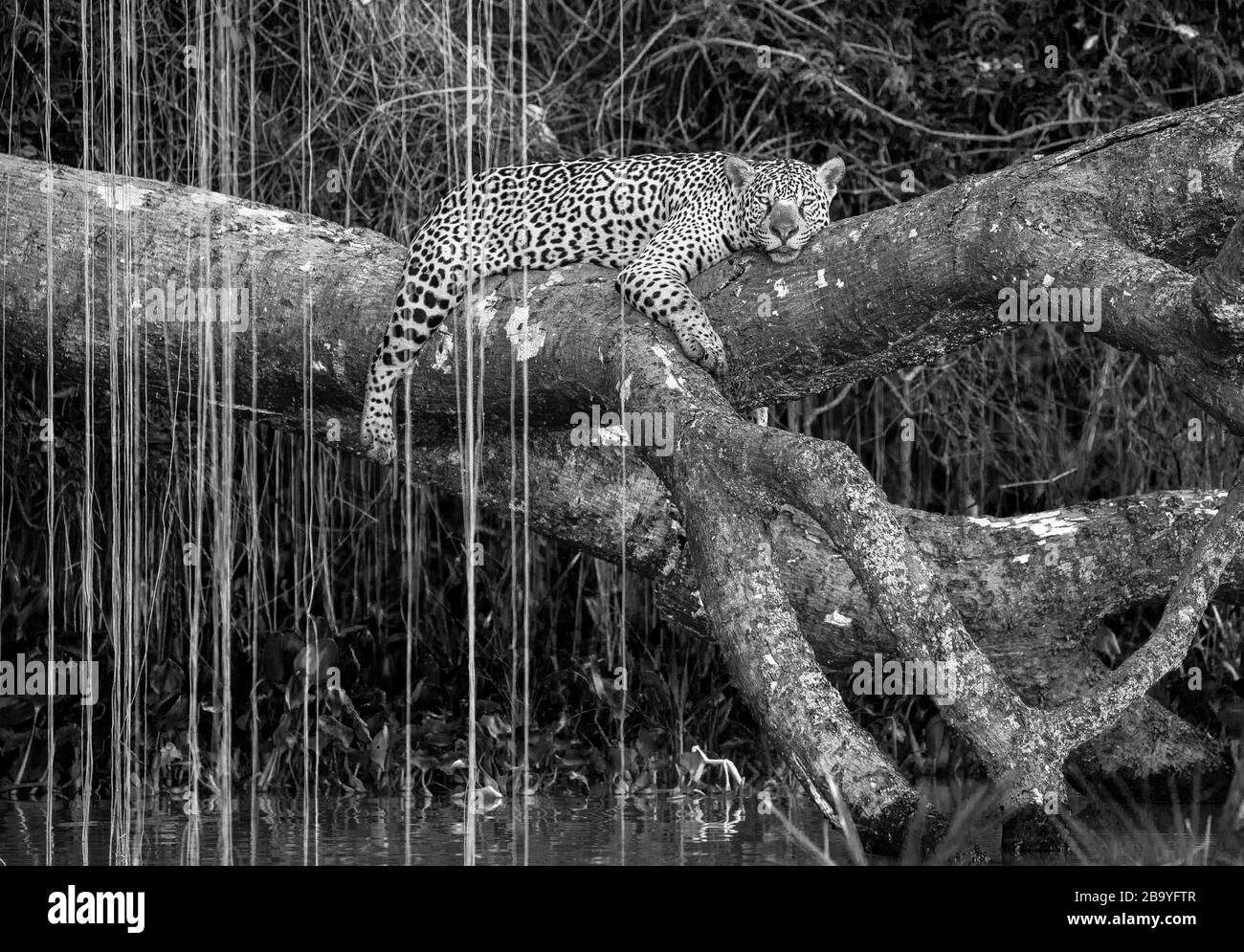 Jaguar lies on a picturesque tree above the water in the middle of the jungle. South America. Brazil. Pantanal National Park. Stock Photo
