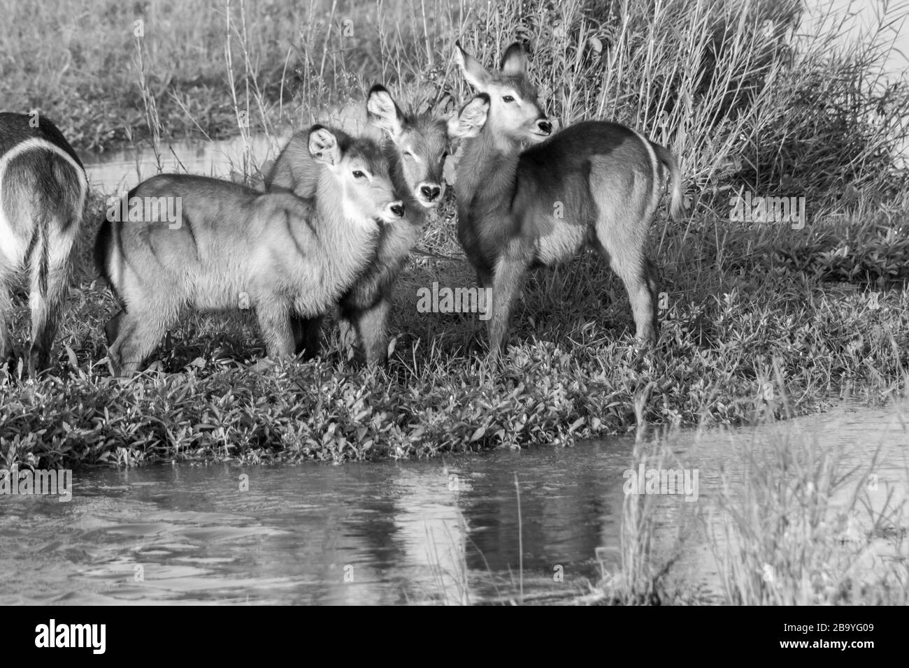 A group of Waterbuck calf's (Kobus ellipsiprymnus) standing on an overgrown sandbank in the Olifants River in the Kruger National Park, in Monochrome Stock Photo