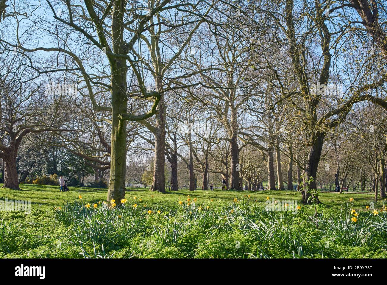 Finsbury Park, North London UK, in springtime, with daffodils Stock Photo