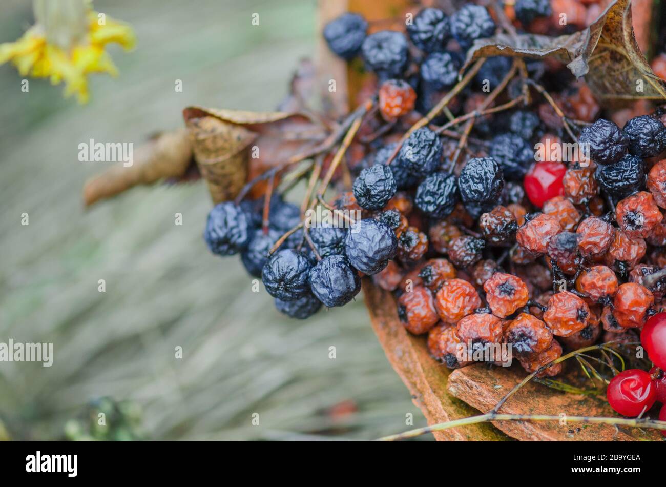 Dried red berries of viburnum and black chokeberry Stock Photo Alamy
