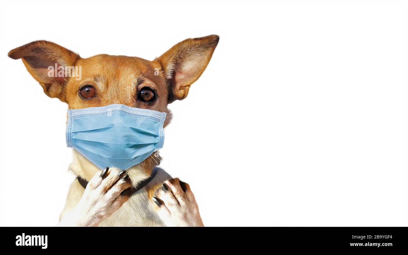Jack Russel with Face Mask Stock Photo - Alamy