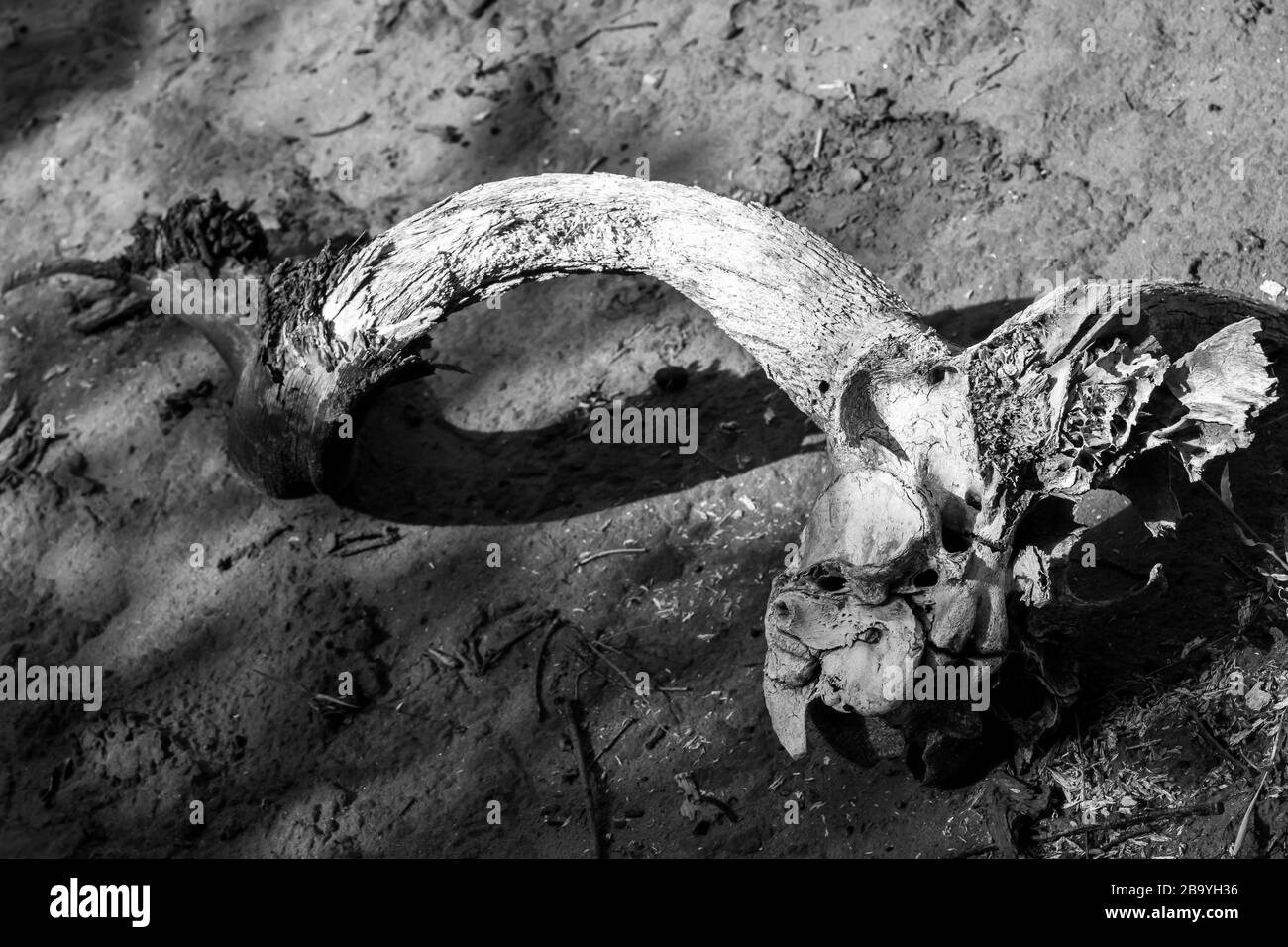 Kudu horn Black and White Stock Photos & Images - Alamy